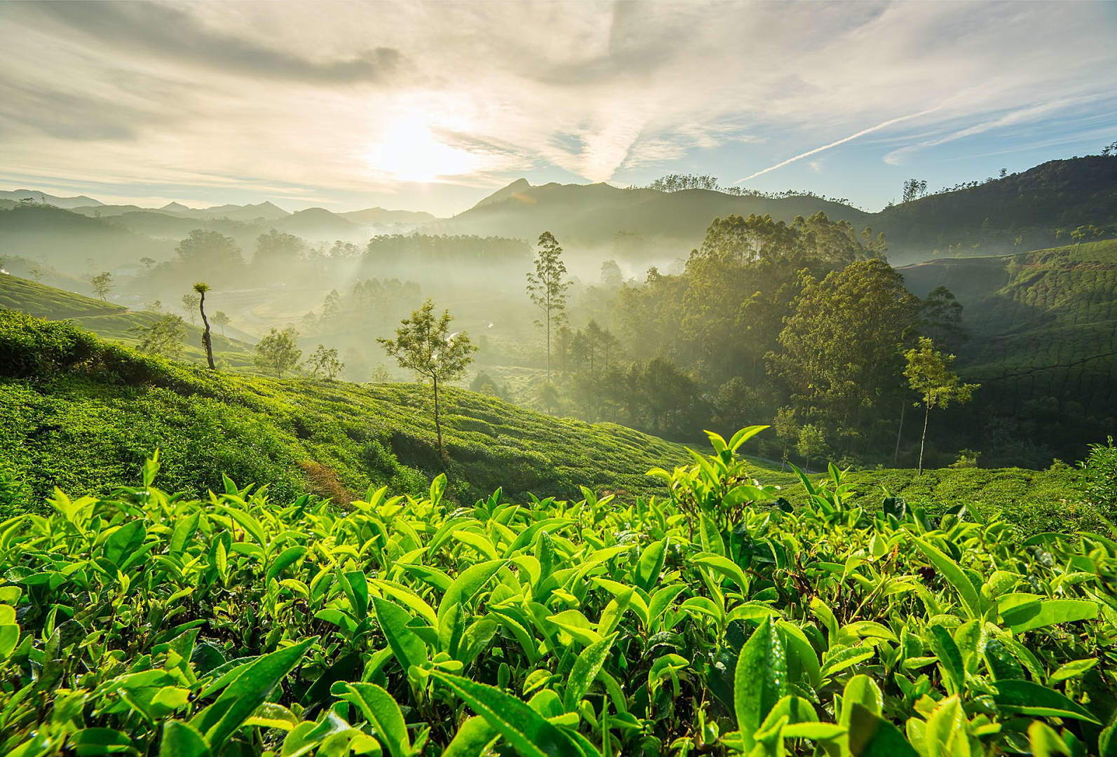 Day: 3 [ Coorg  local sightseeing ]